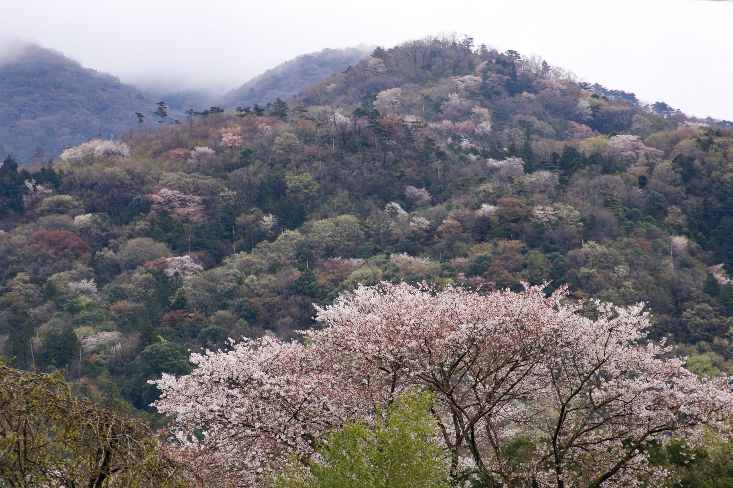 山桜の里・桜川を歩こう～茨城 春の恵みオーベルジュ体験付～