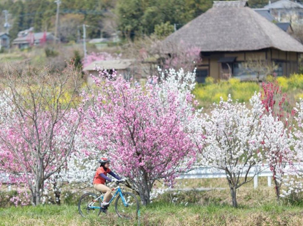 【受付終了】春のつくば・隠れたフォトスポットめぐりサイクリングツアー