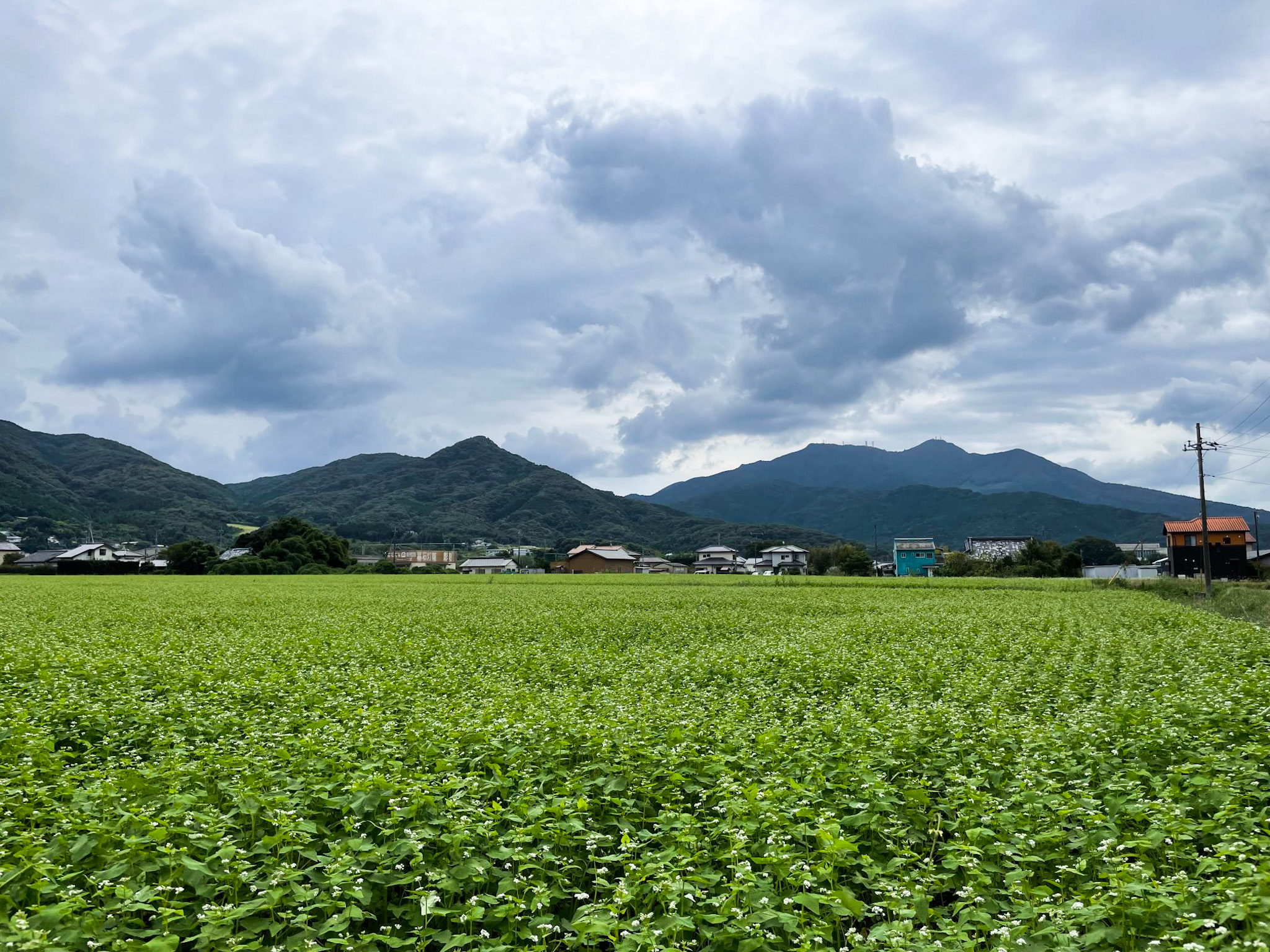 蕎麦畑と筑波山、桜川市