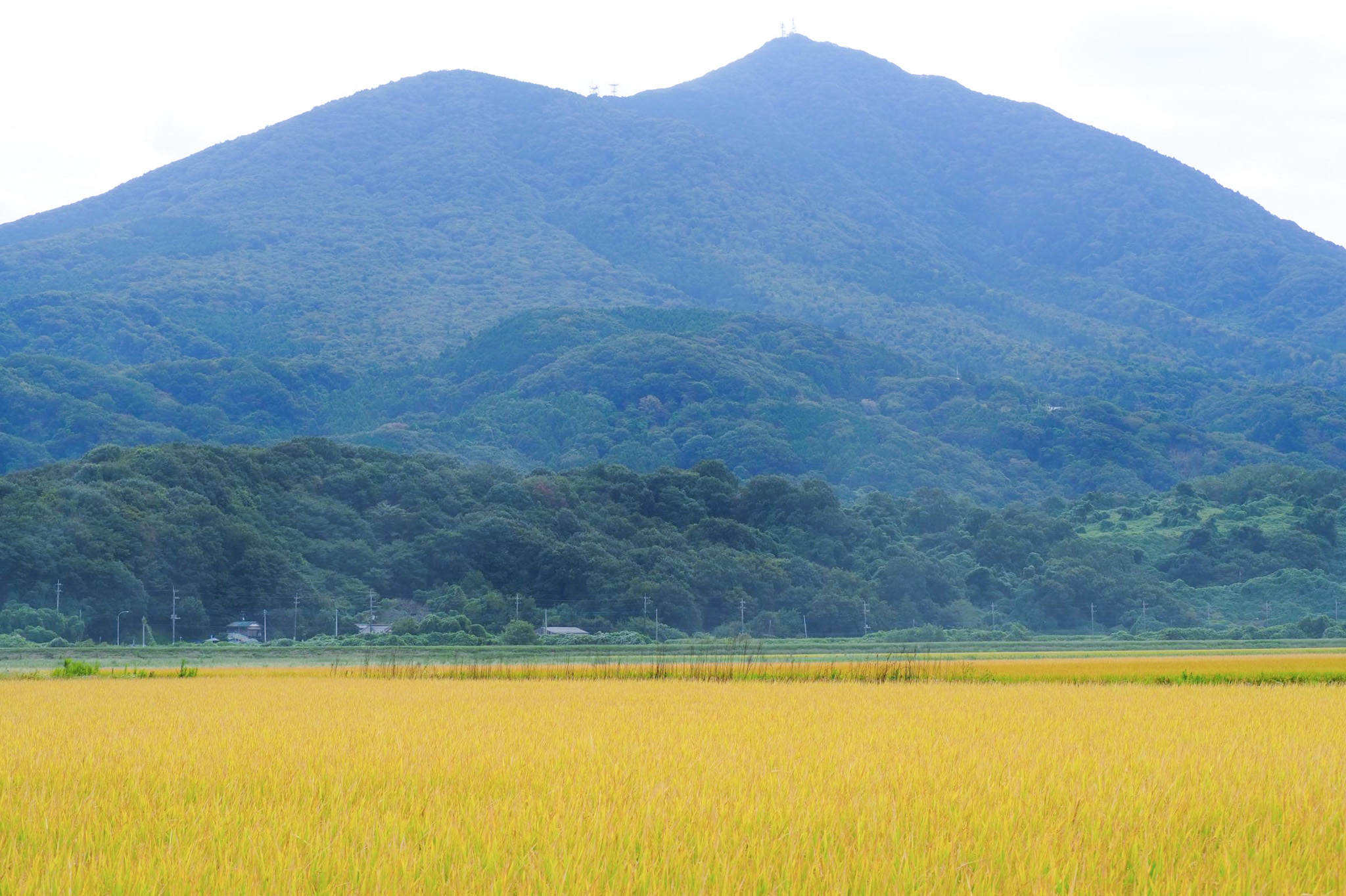 桜川市、筑波山麓、稲穂の風景