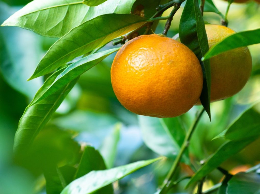 | vita | 筑波山麓・霞ヶ浦の味覚を堪能 夕暮れ湖景と冬じたく～元公邸料理人の一軒家レストラン 貸切で味わう茨城食材～